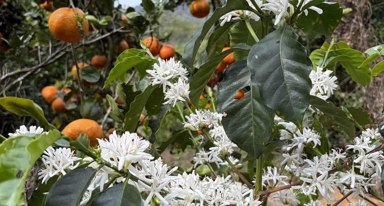 Blommande kaffebuske i skuggan av citrusträd med apelsiner