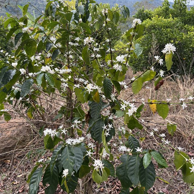 Blommande kaffebuske med berg i bakgrunden