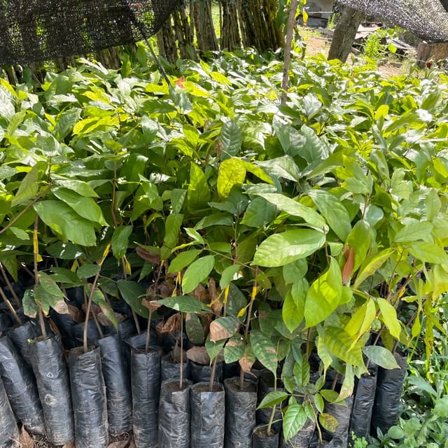 Unga trädplantor i krukor, redo att planteras