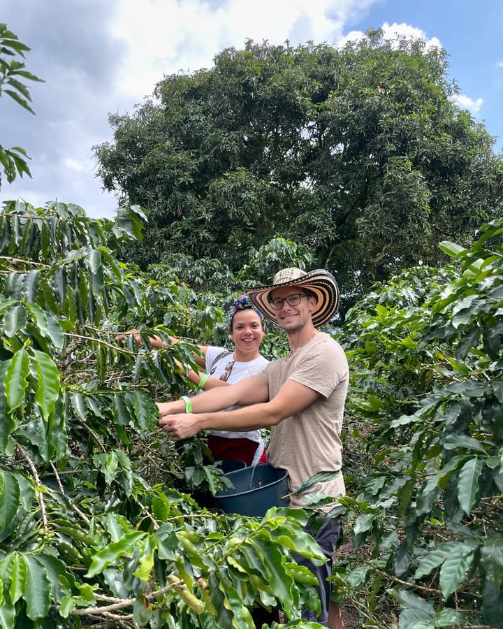 Vi plockar mogna kaffebär på gården i Colombia